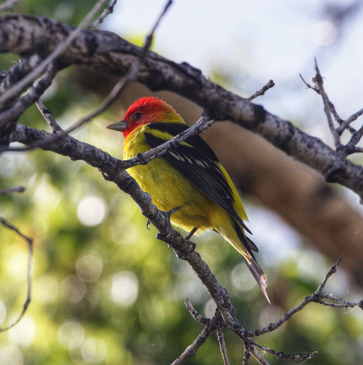 Western Tanager - ML619138852