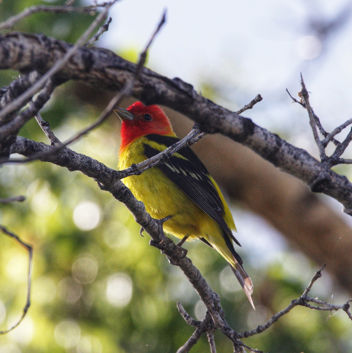 Western Tanager - ML619138853