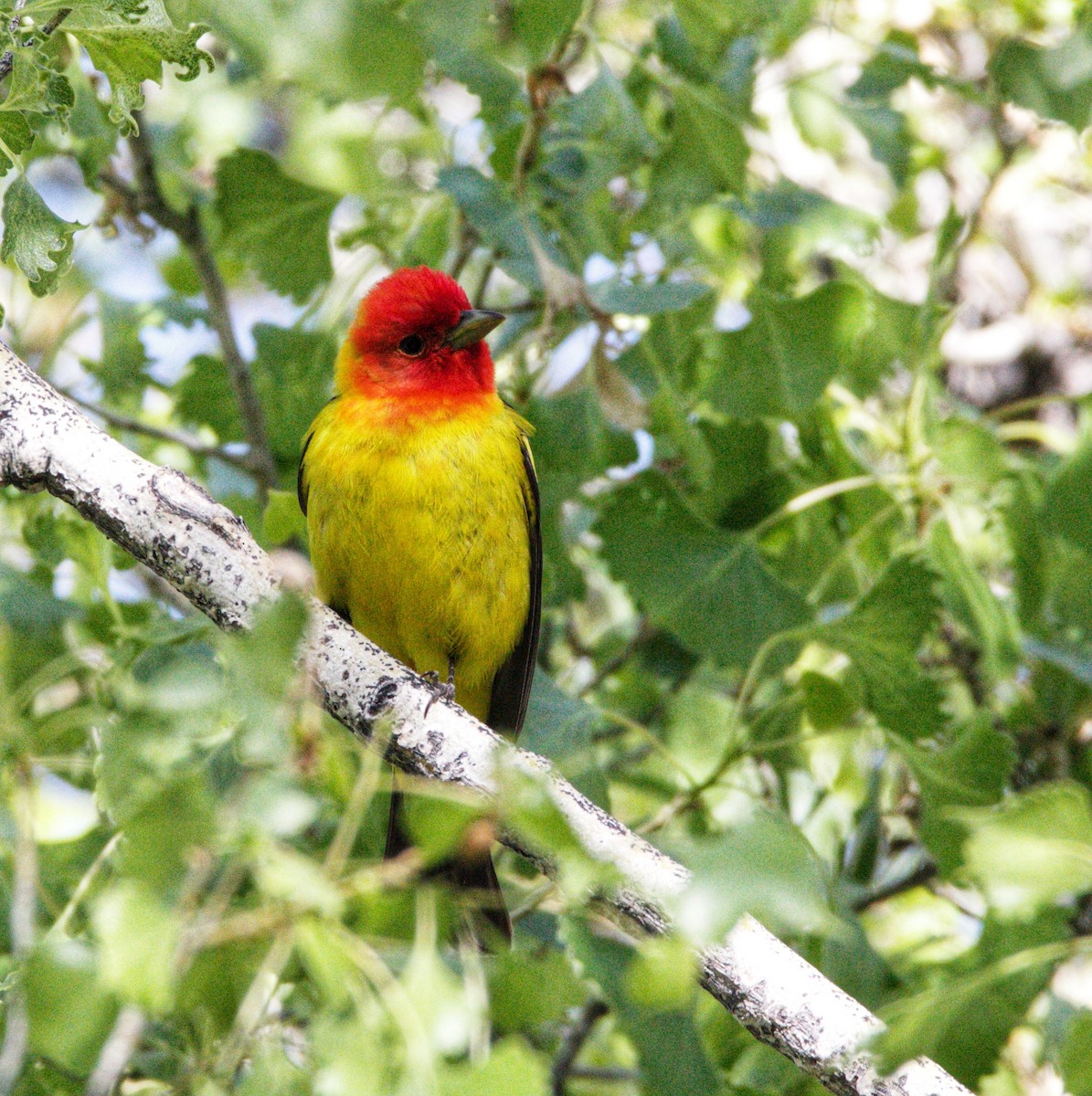 Western Tanager - ML619138854