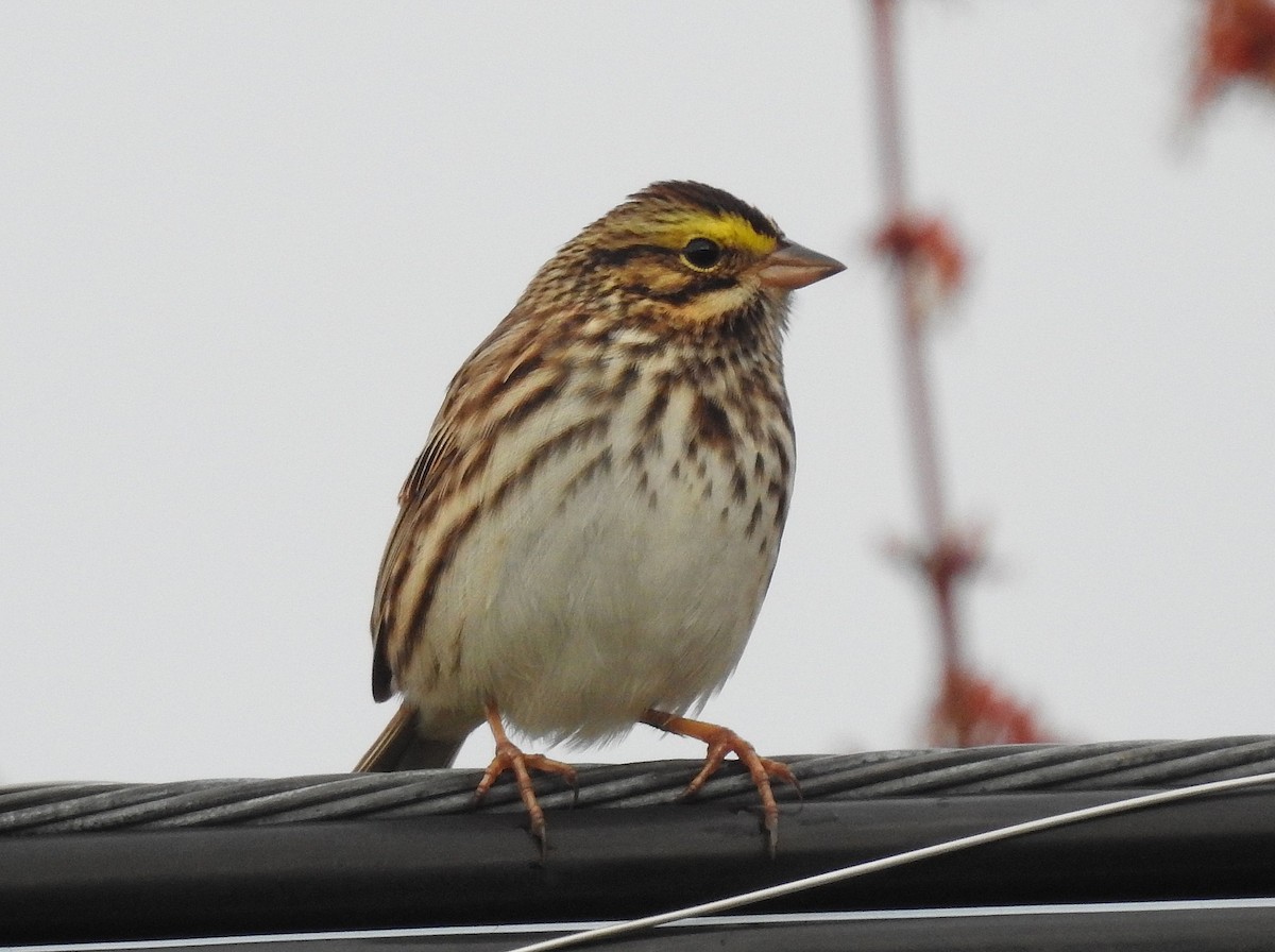 Savannah Sparrow - ML619138855