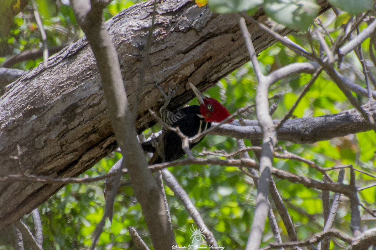 Pale-billed Woodpecker - ML619138880