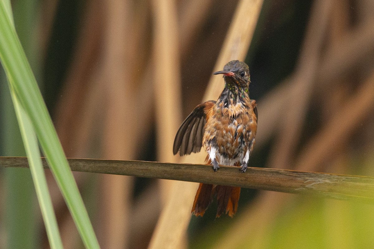 Amazilia Hummingbird - ML619138895