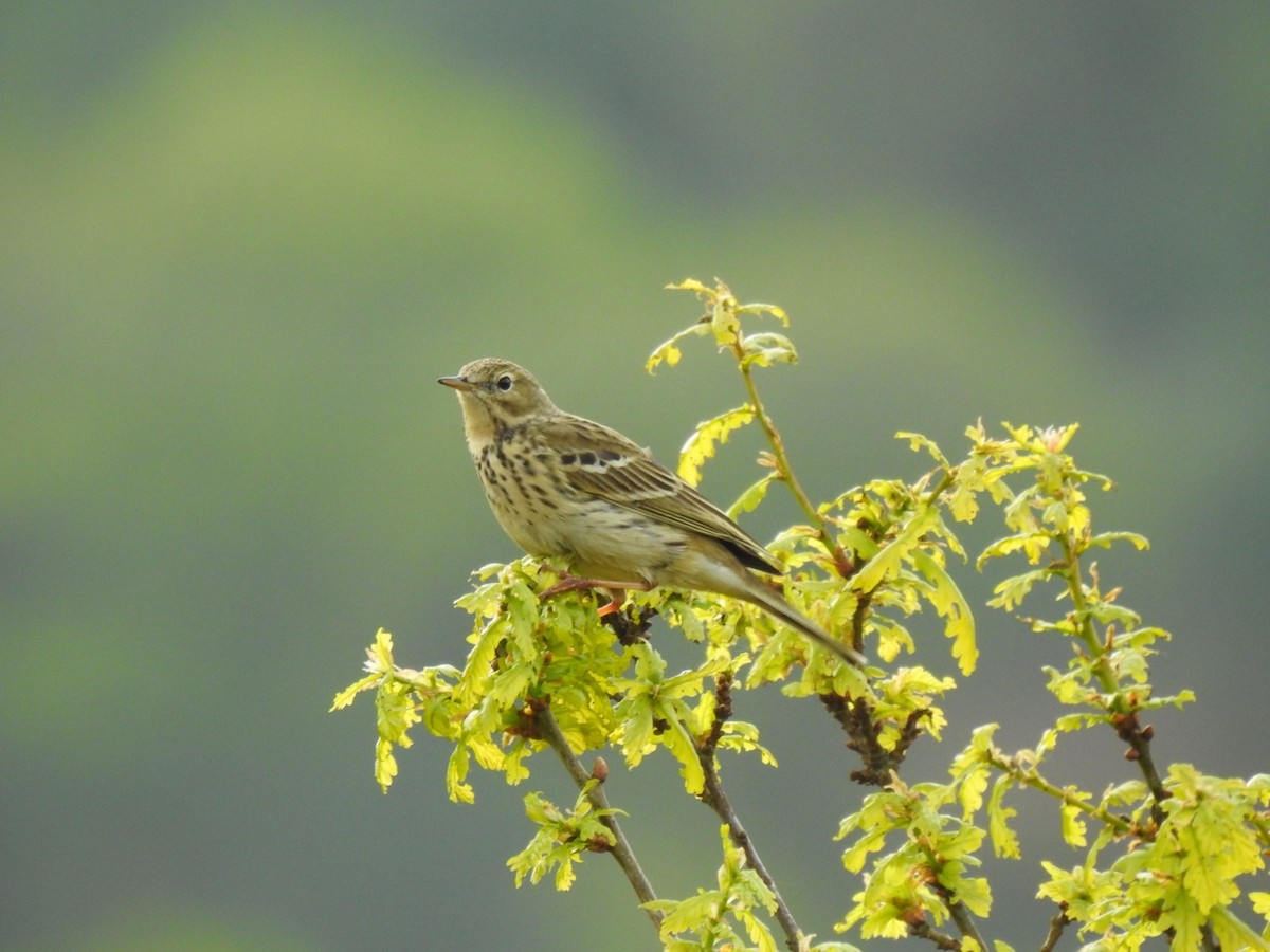 Meadow Pipit - ML619138905