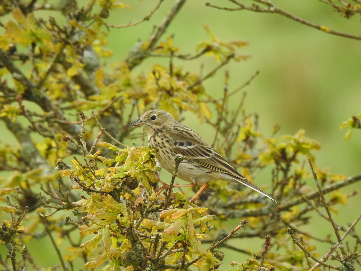 Meadow Pipit - ML619138906