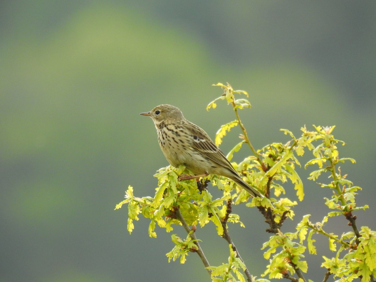 Meadow Pipit - ML619138907