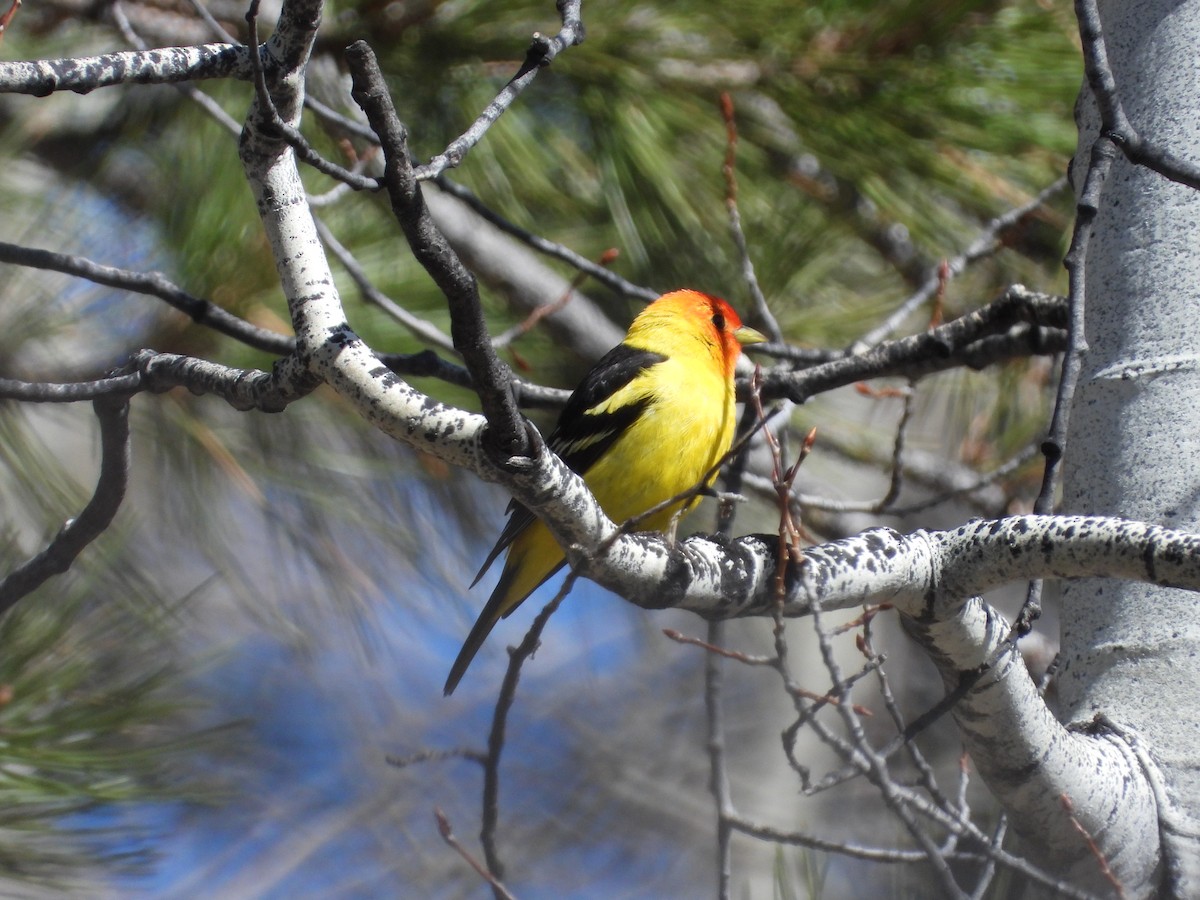 Western Tanager - ML619138921