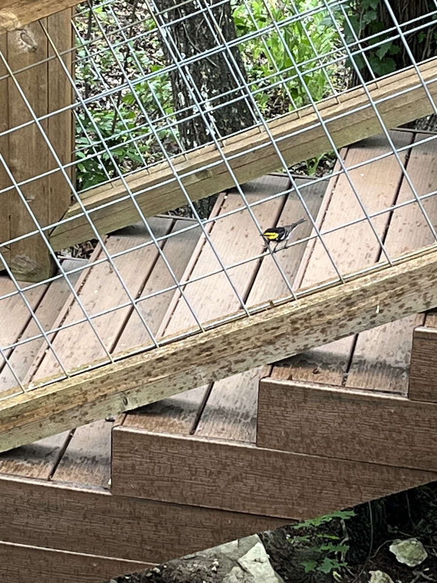 Golden-cheeked Warbler - ML619138943