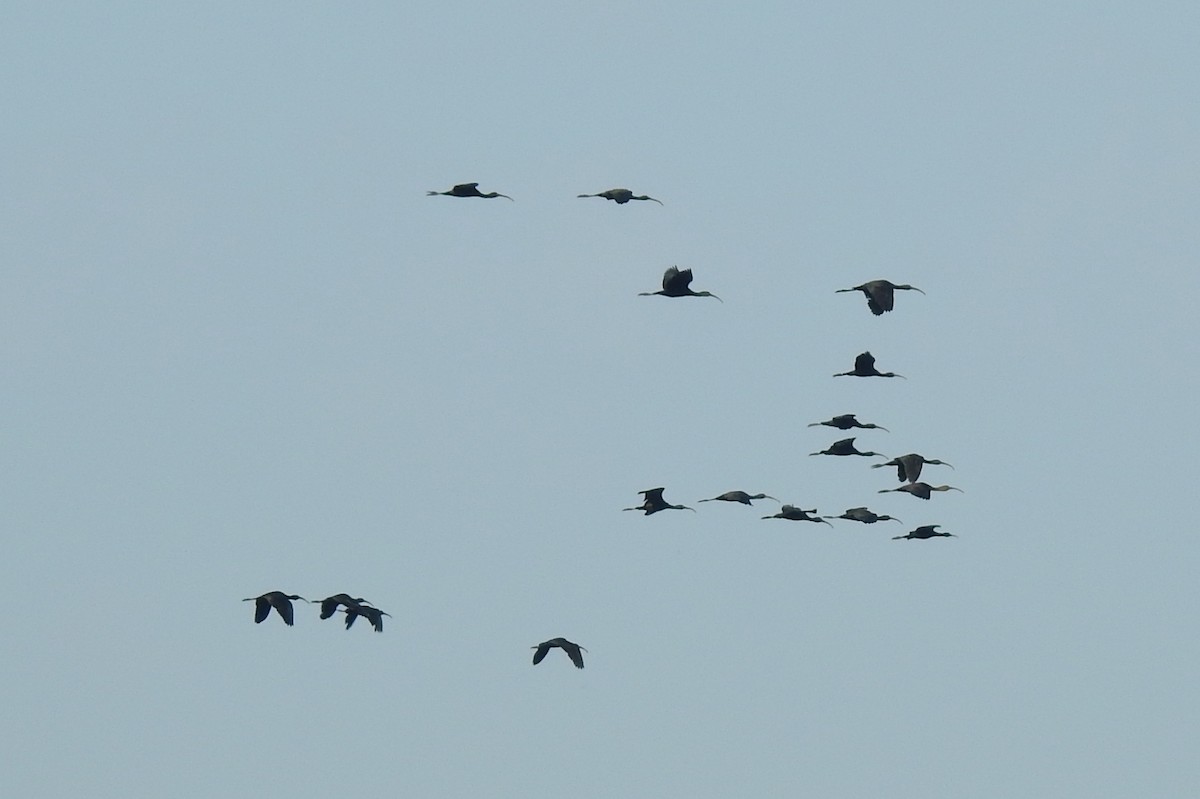 ibis hnědý - ML619138948