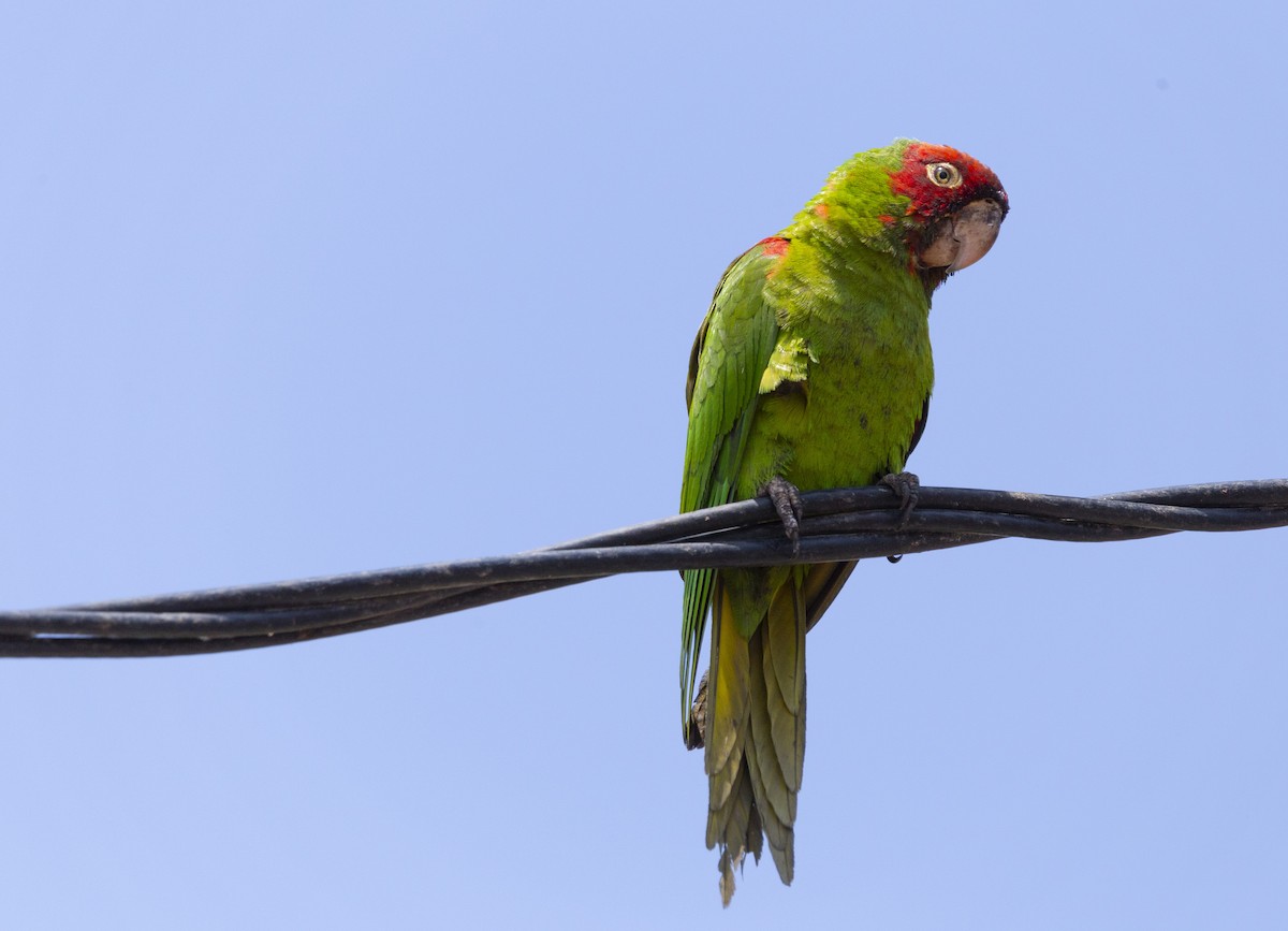 Guayaquil Papağanı - ML619139005