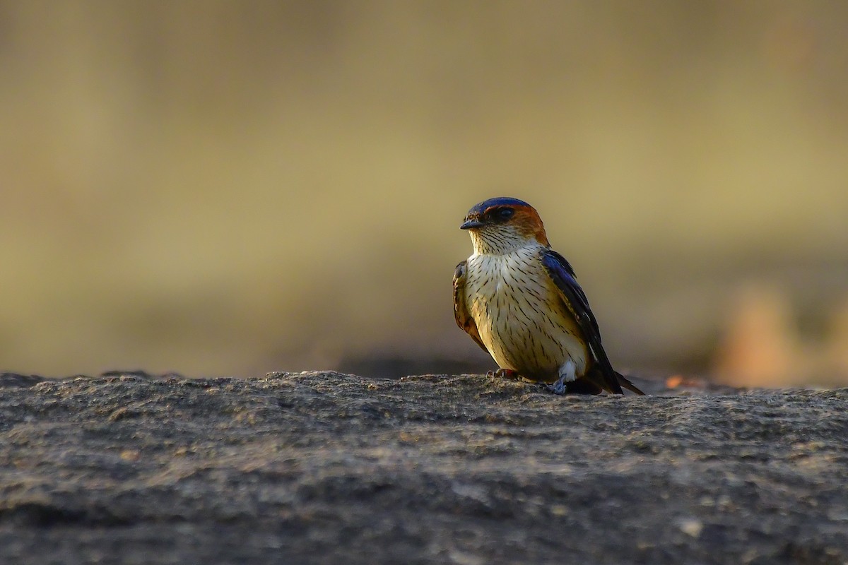 Red-rumped Swallow - ML619139032