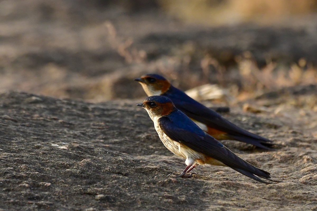 Red-rumped Swallow - ML619139033