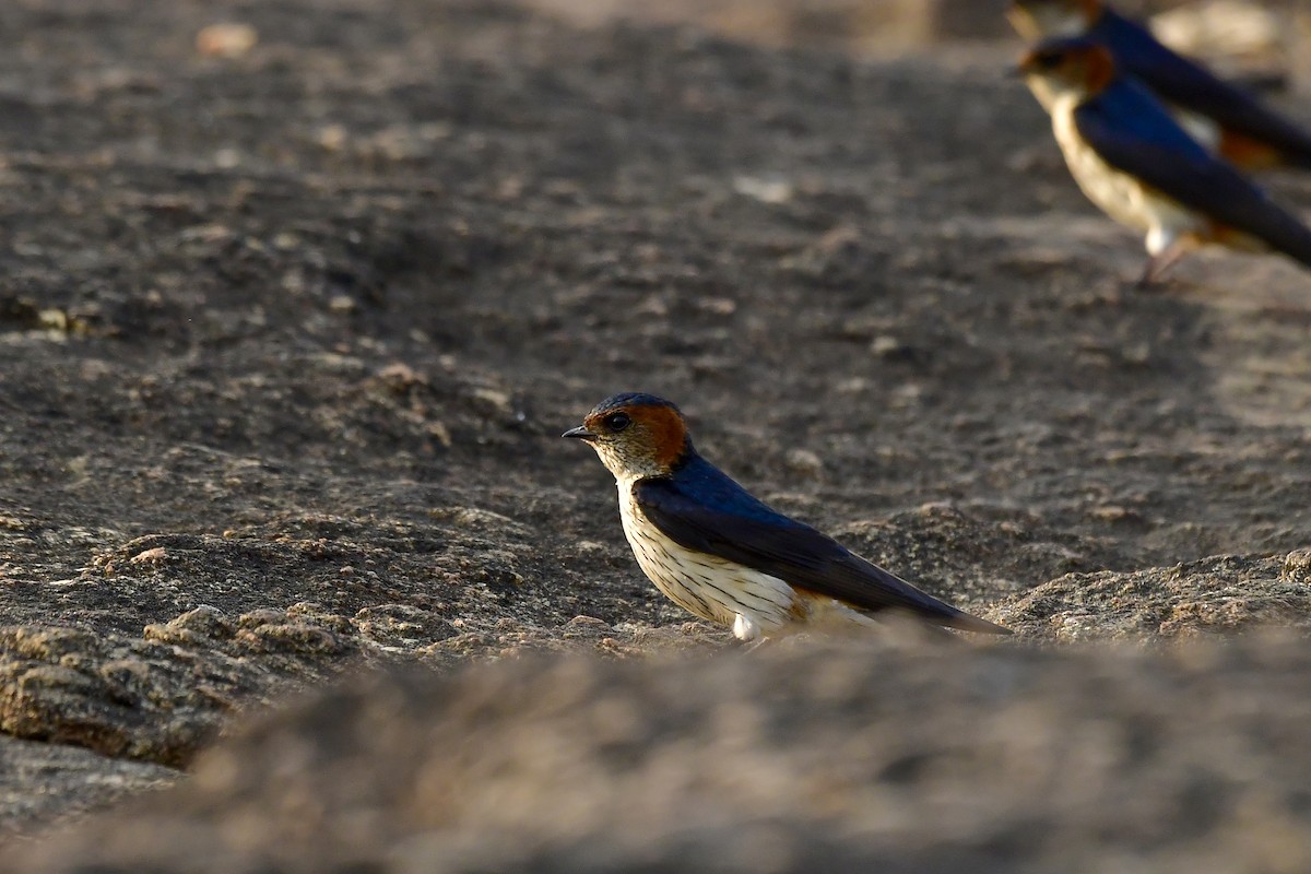 Red-rumped Swallow - ML619139046
