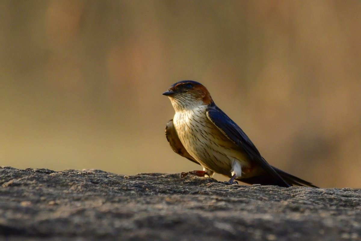 Red-rumped Swallow - ML619139048