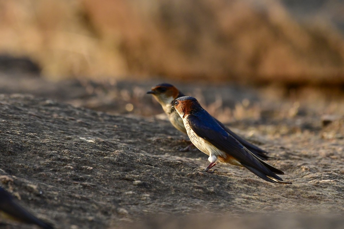Red-rumped Swallow - ML619139049