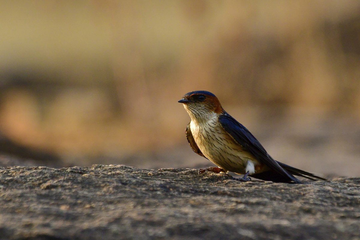 Red-rumped Swallow - ML619139050