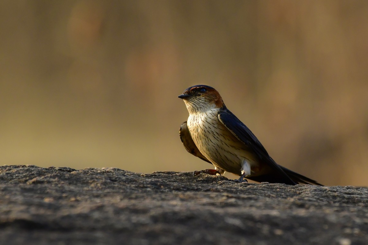 Red-rumped Swallow - ML619139051