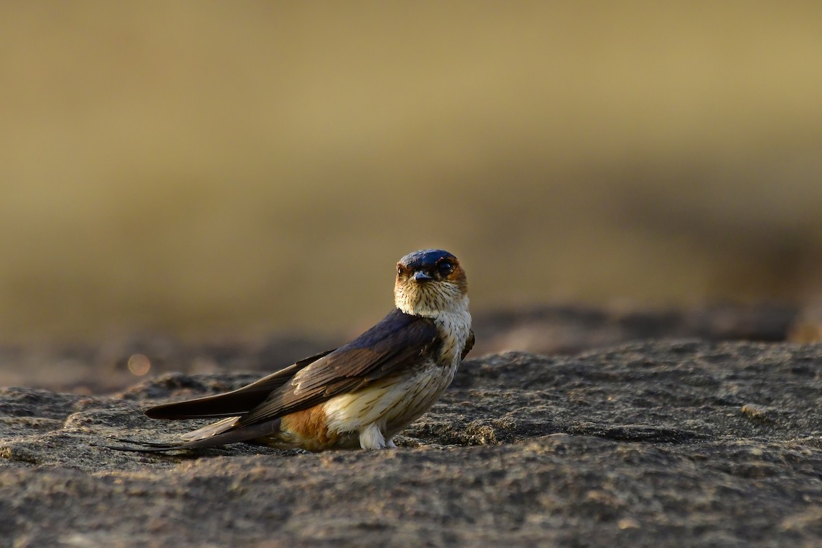 Red-rumped Swallow - ML619139052