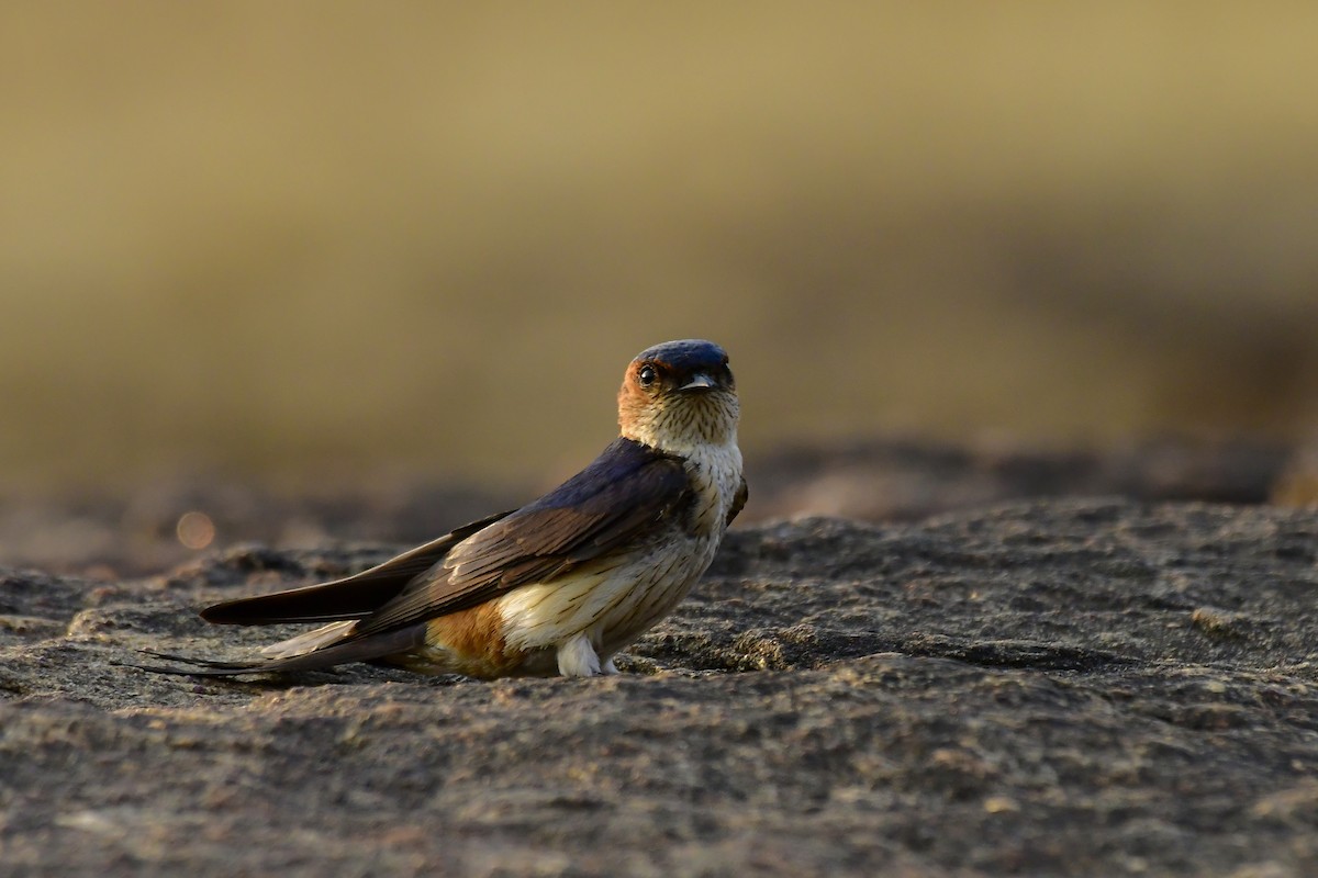 Red-rumped Swallow - ML619139053