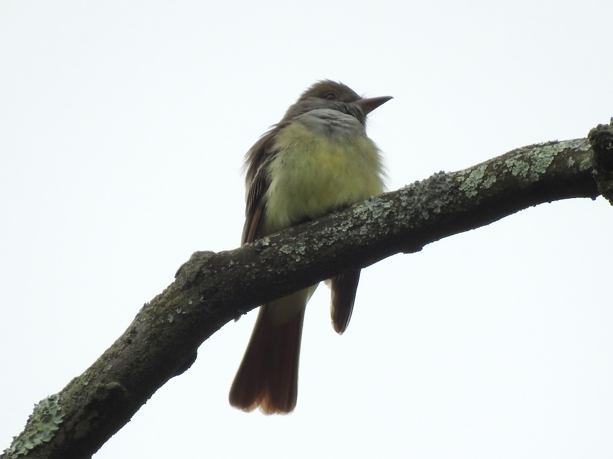 Great Crested Flycatcher - ML619139078