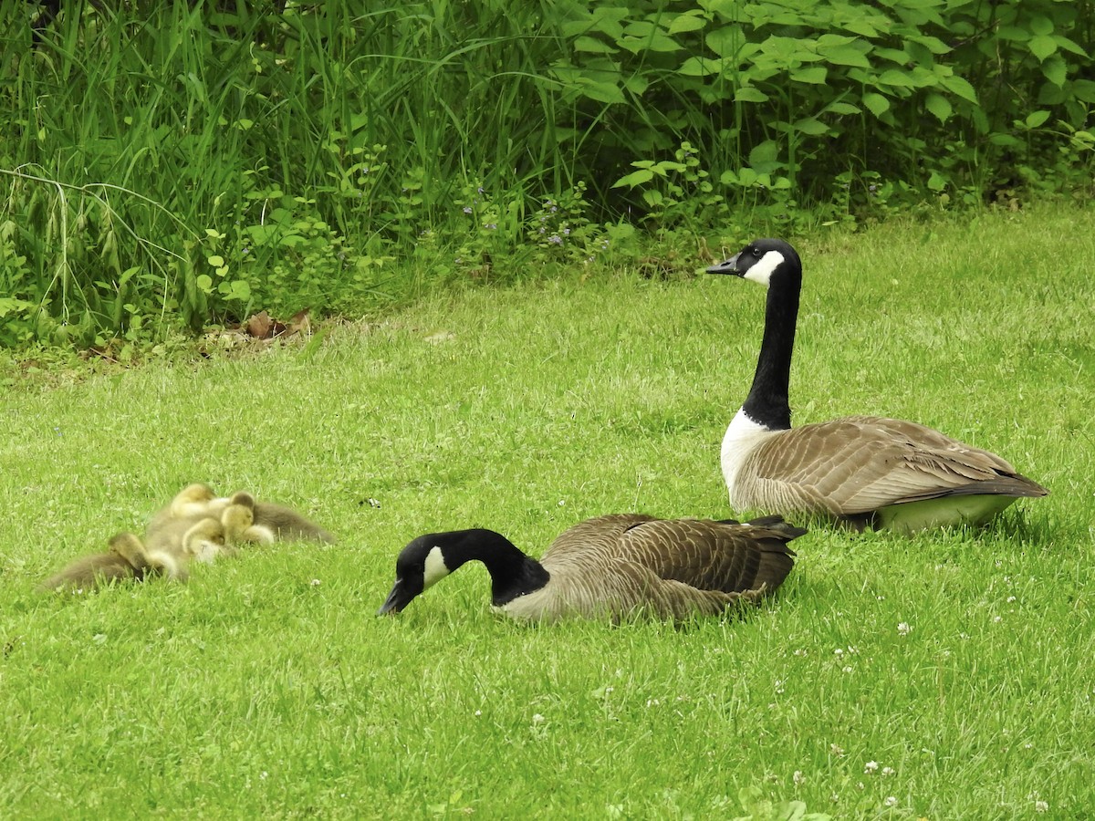 Pennsylvania Bird Atlas Checklist 16 May 2024 Union Canal Trail