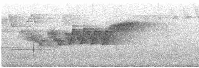 Cerulean Warbler - ML619139105