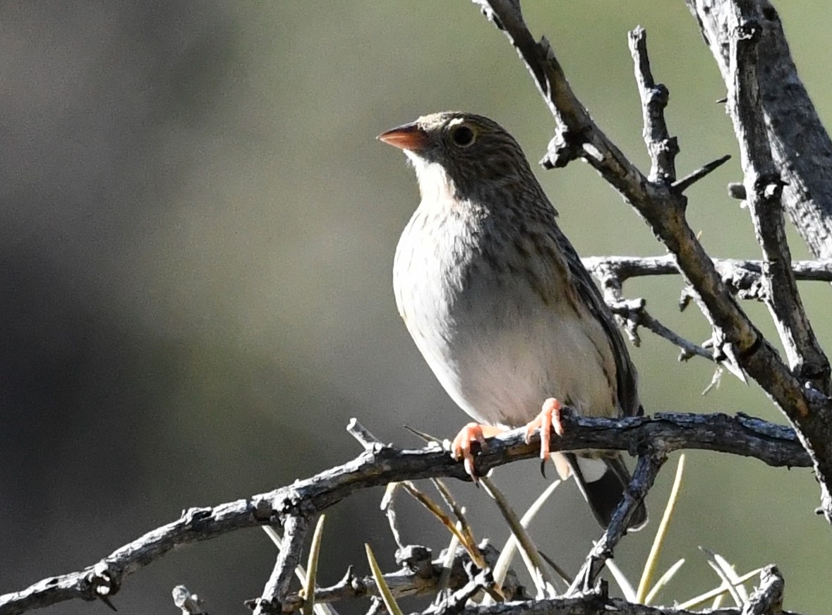 Band-tailed Sierra Finch - ML619139134