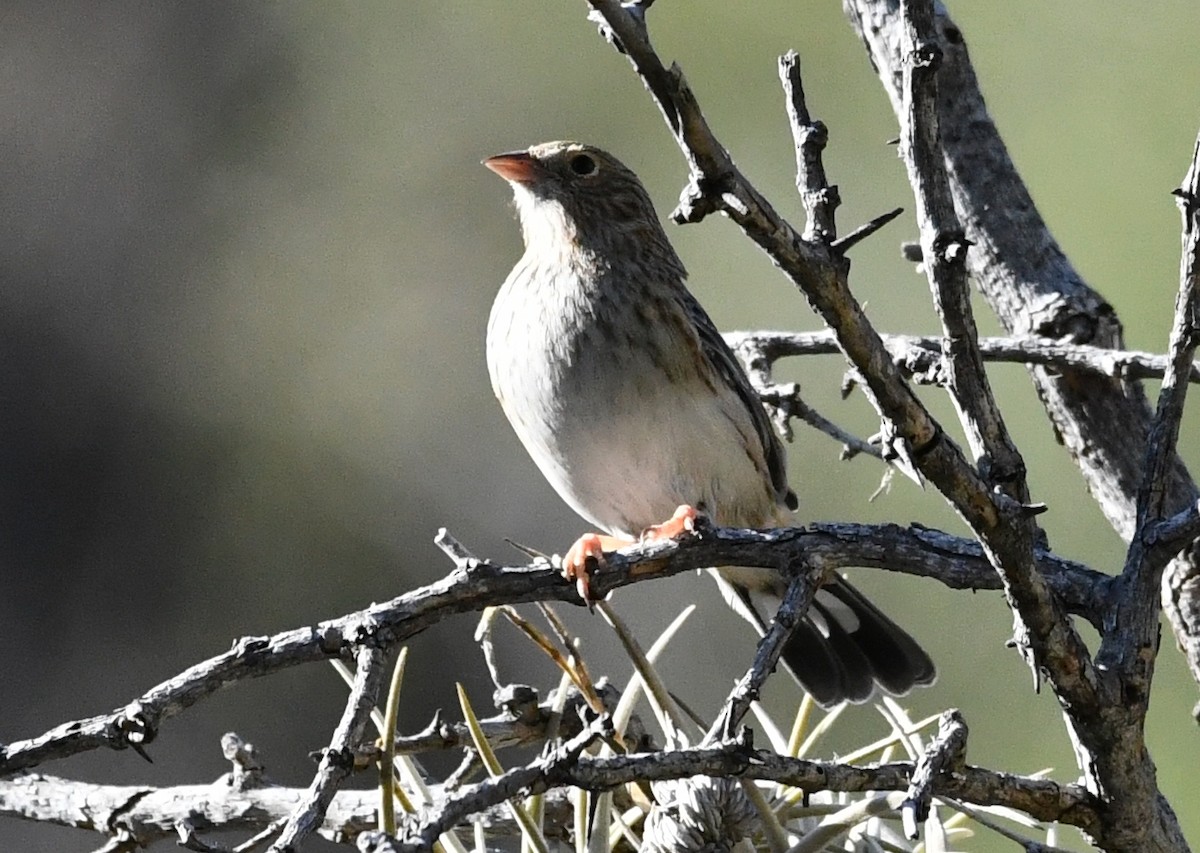 Band-tailed Sierra Finch - ML619139136