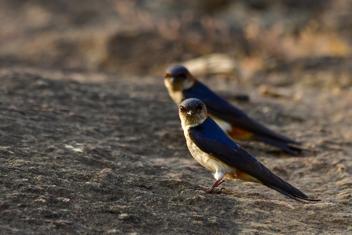 Red-rumped Swallow - ML619139156