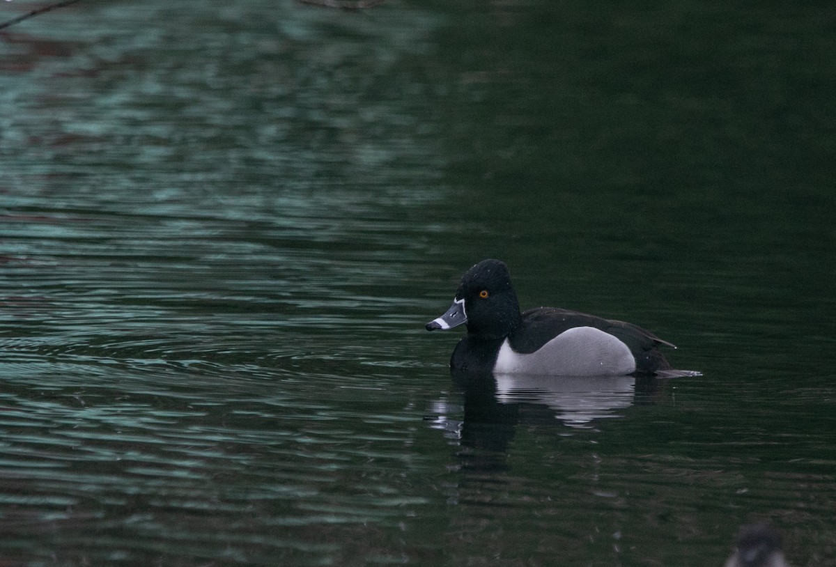 Ring-necked Duck - ML619139198