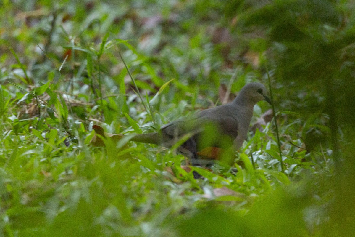 Gray-fronted Dove - ML619139200