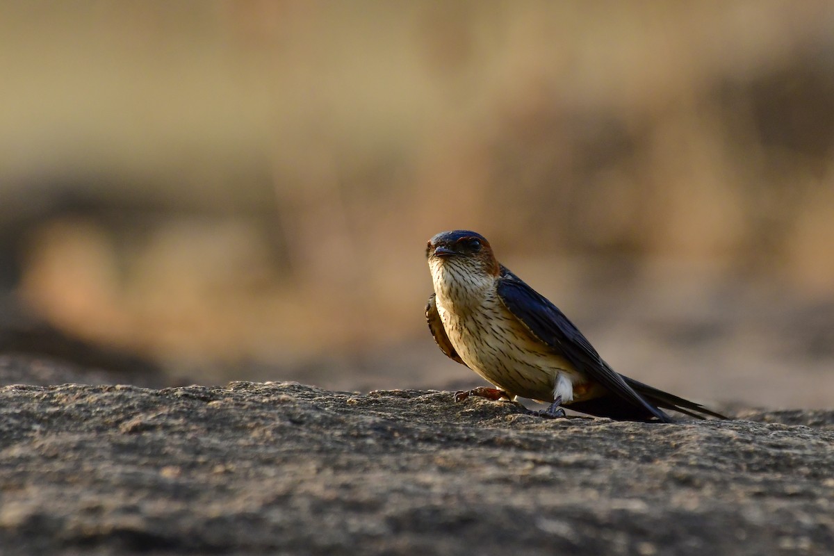 Red-rumped Swallow - ML619139219