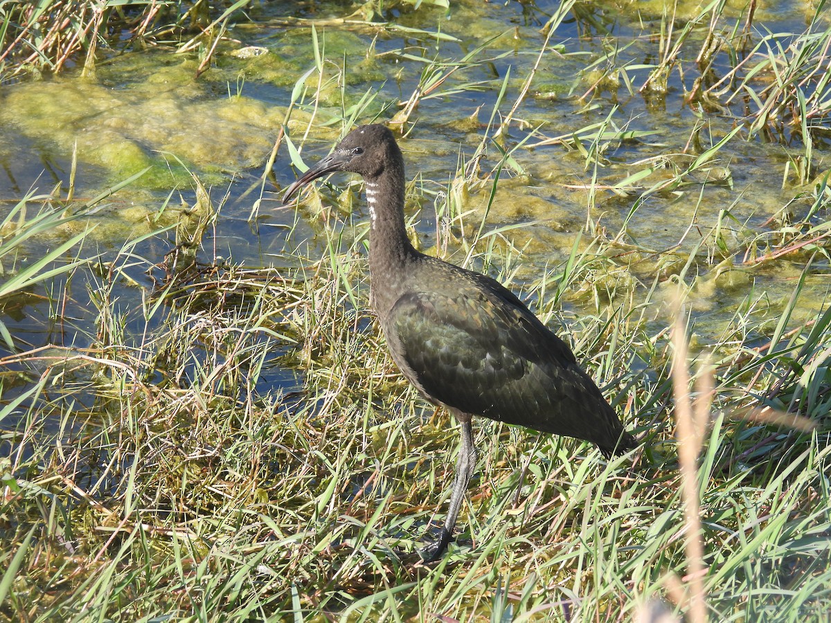 ibis hnědý - ML619139278