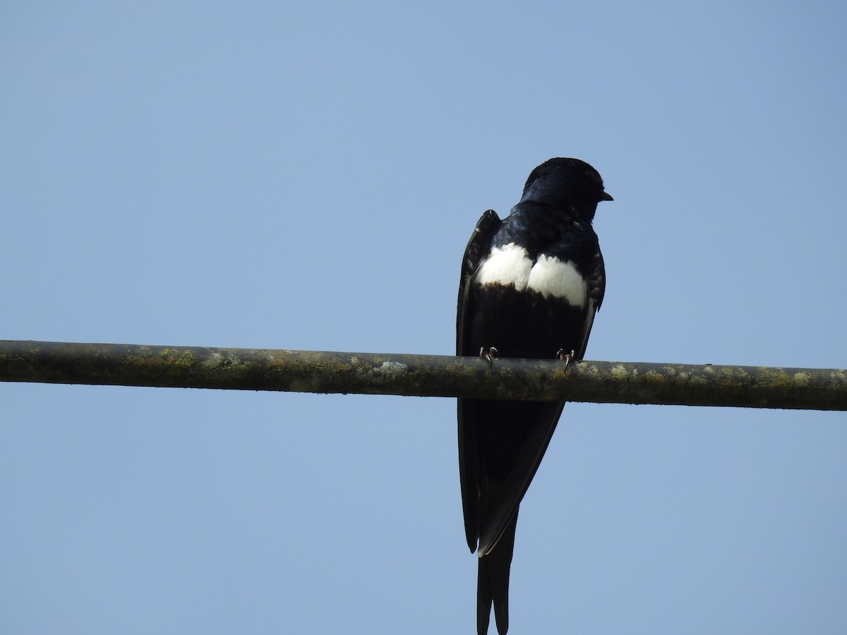 White-banded Swallow - ML619139288