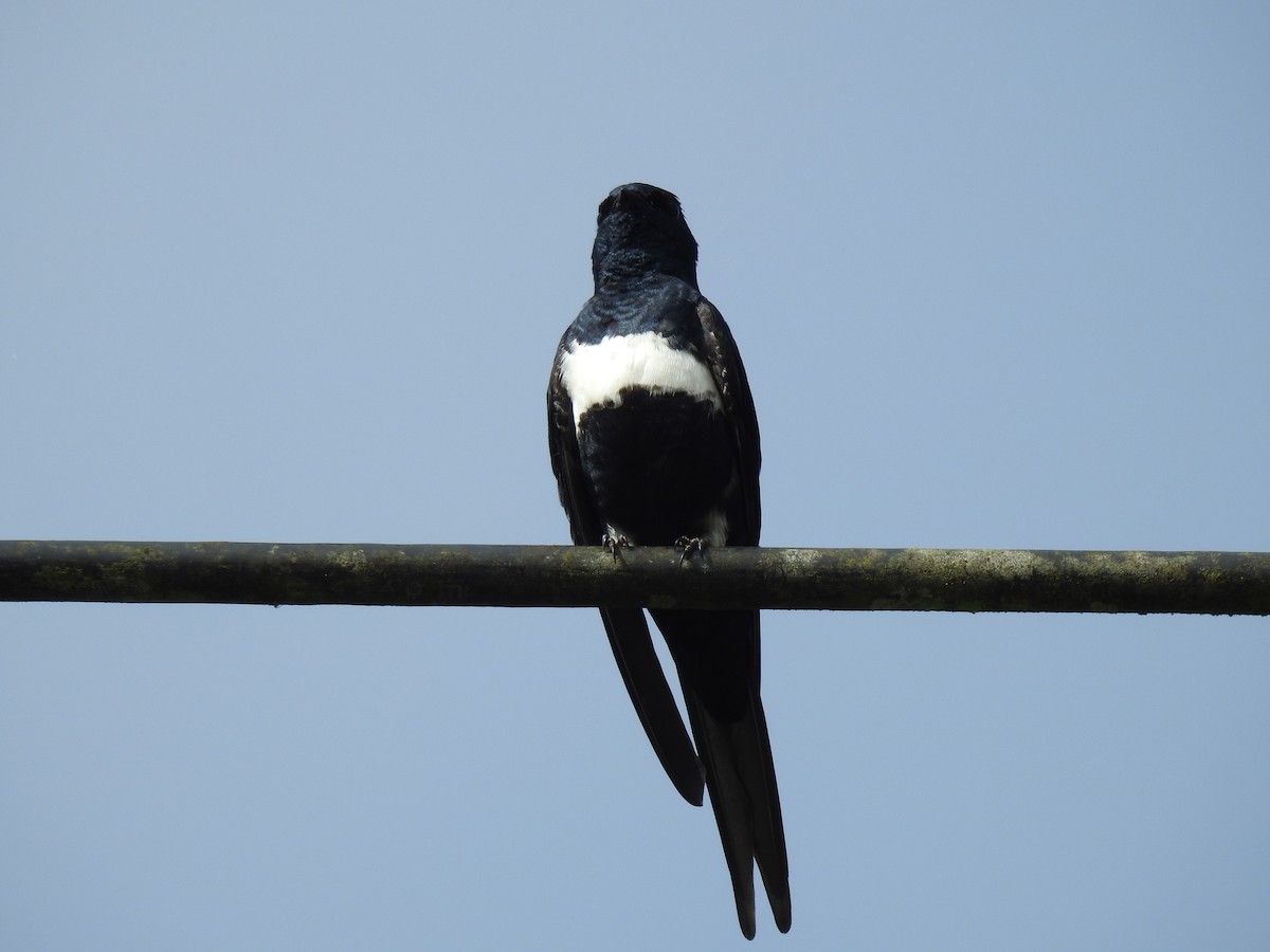 White-banded Swallow - ML619139290