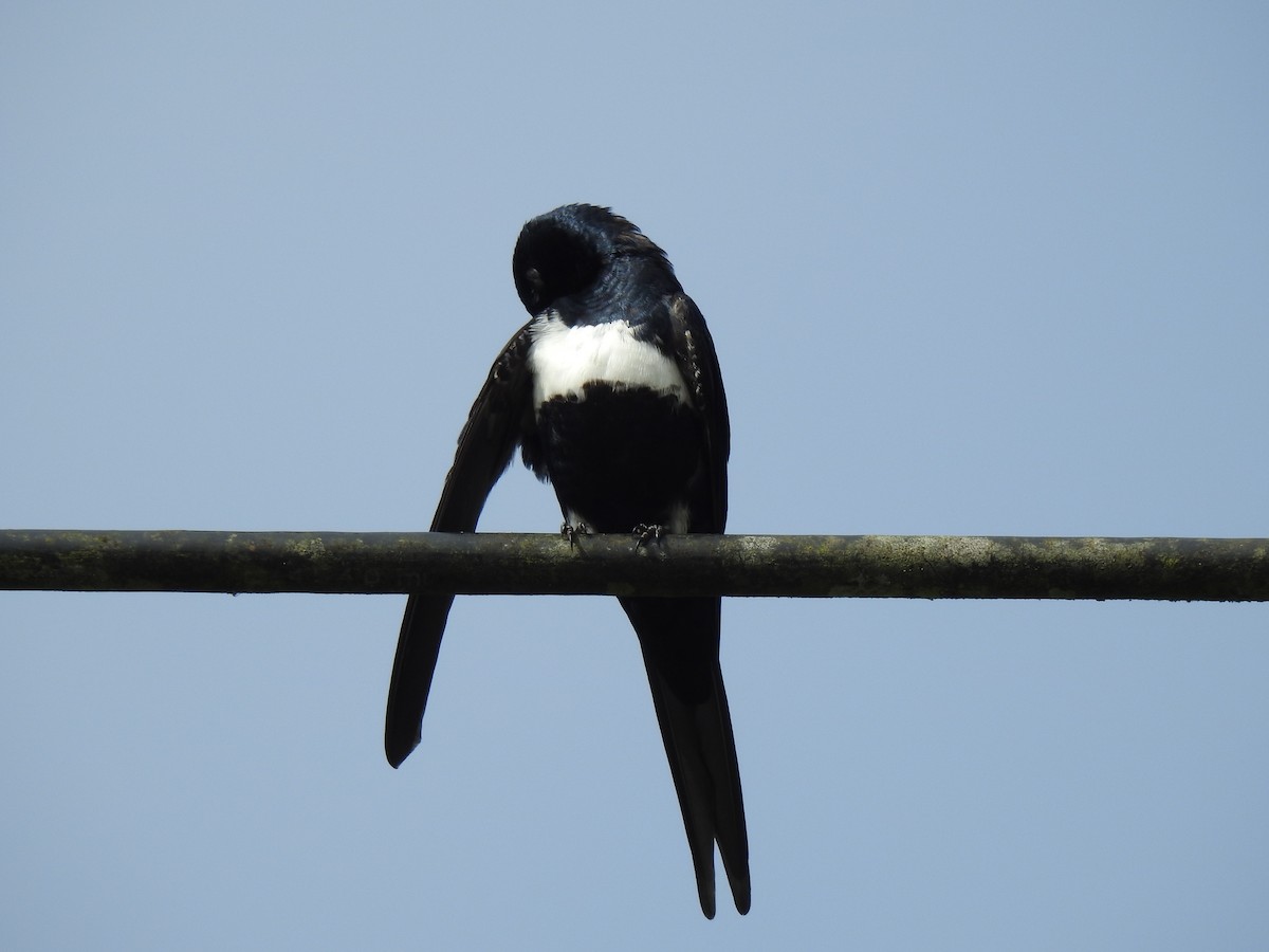 White-banded Swallow - ML619139293
