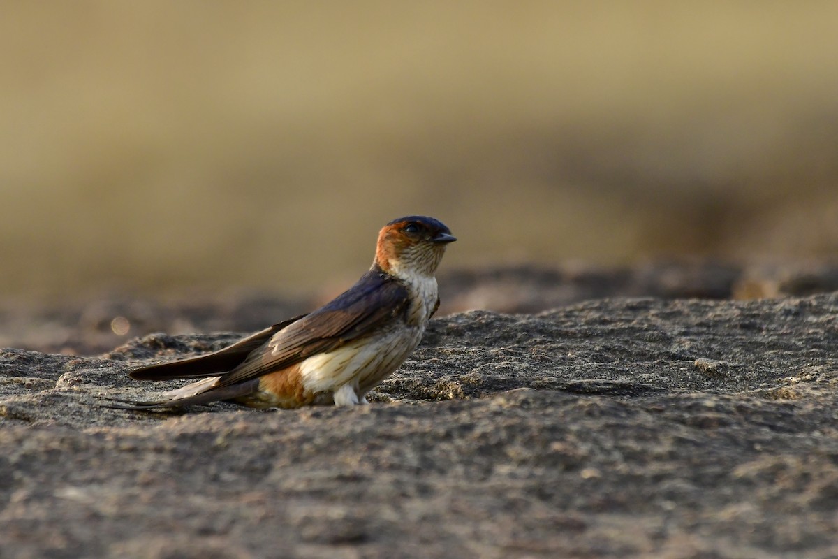 Red-rumped Swallow - ML619139305