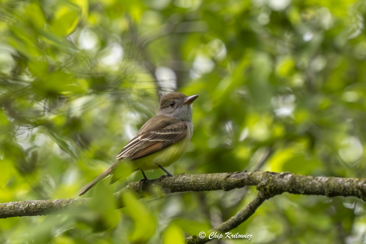 Great Crested Flycatcher - ML619139343