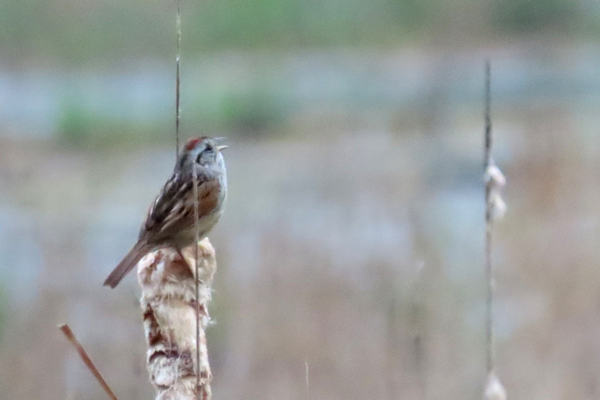 Swamp Sparrow - ML619139349