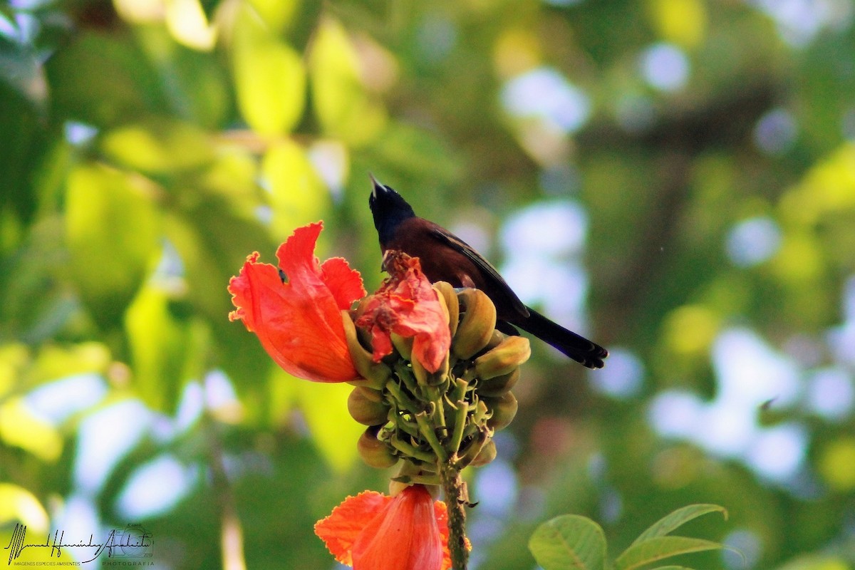 Orchard Oriole - ML619139354