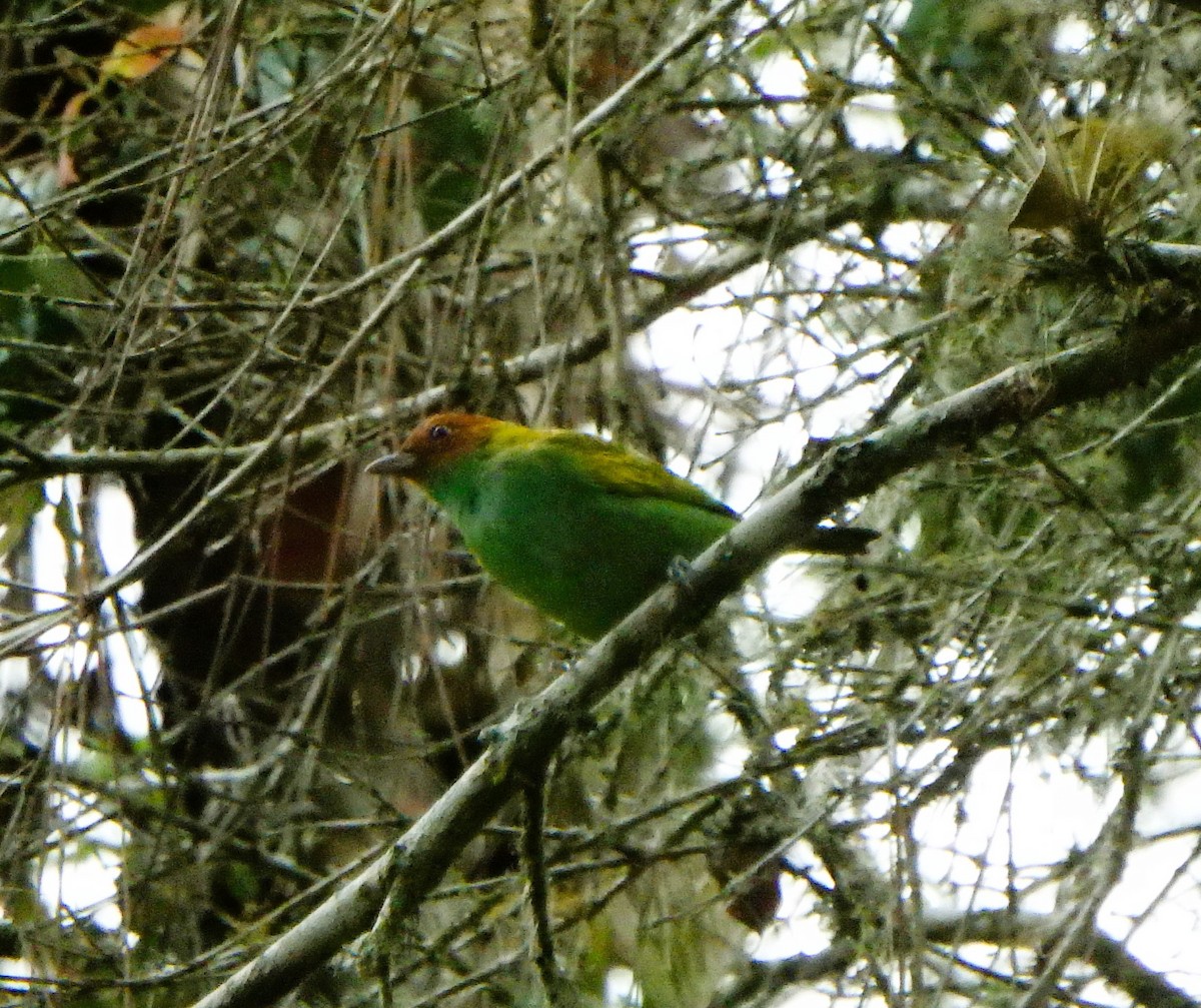 Bay-headed Tanager - ML619139355