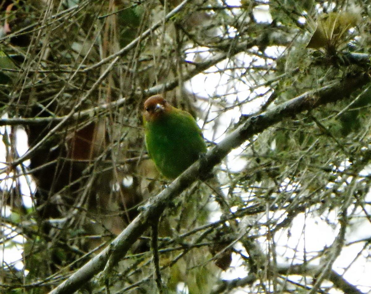 Bay-headed Tanager - ML619139364