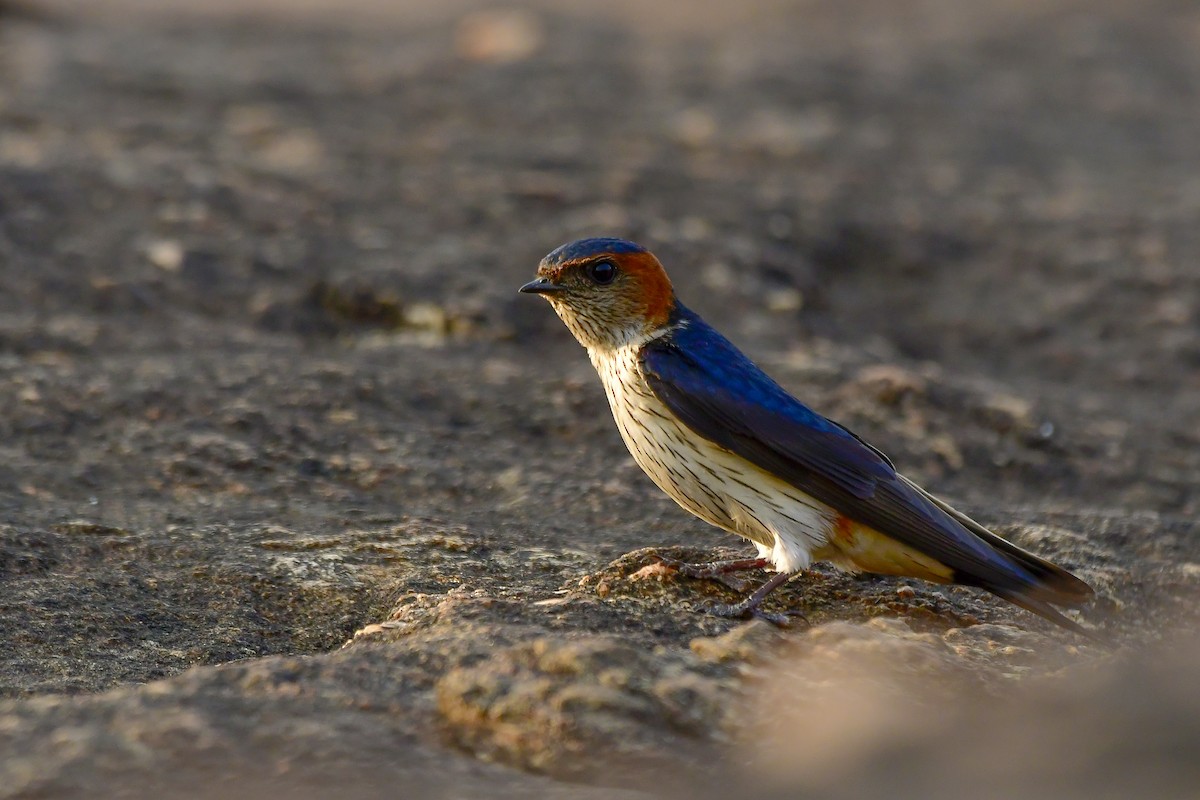 Red-rumped Swallow - ML619139374