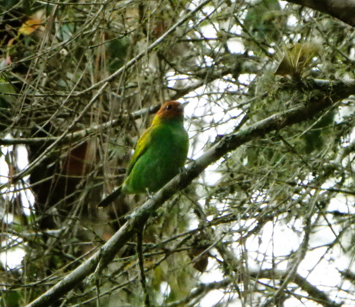 Bay-headed Tanager - ML619139380