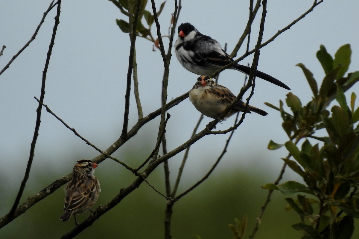 Pin-tailed Whydah - ML619139399