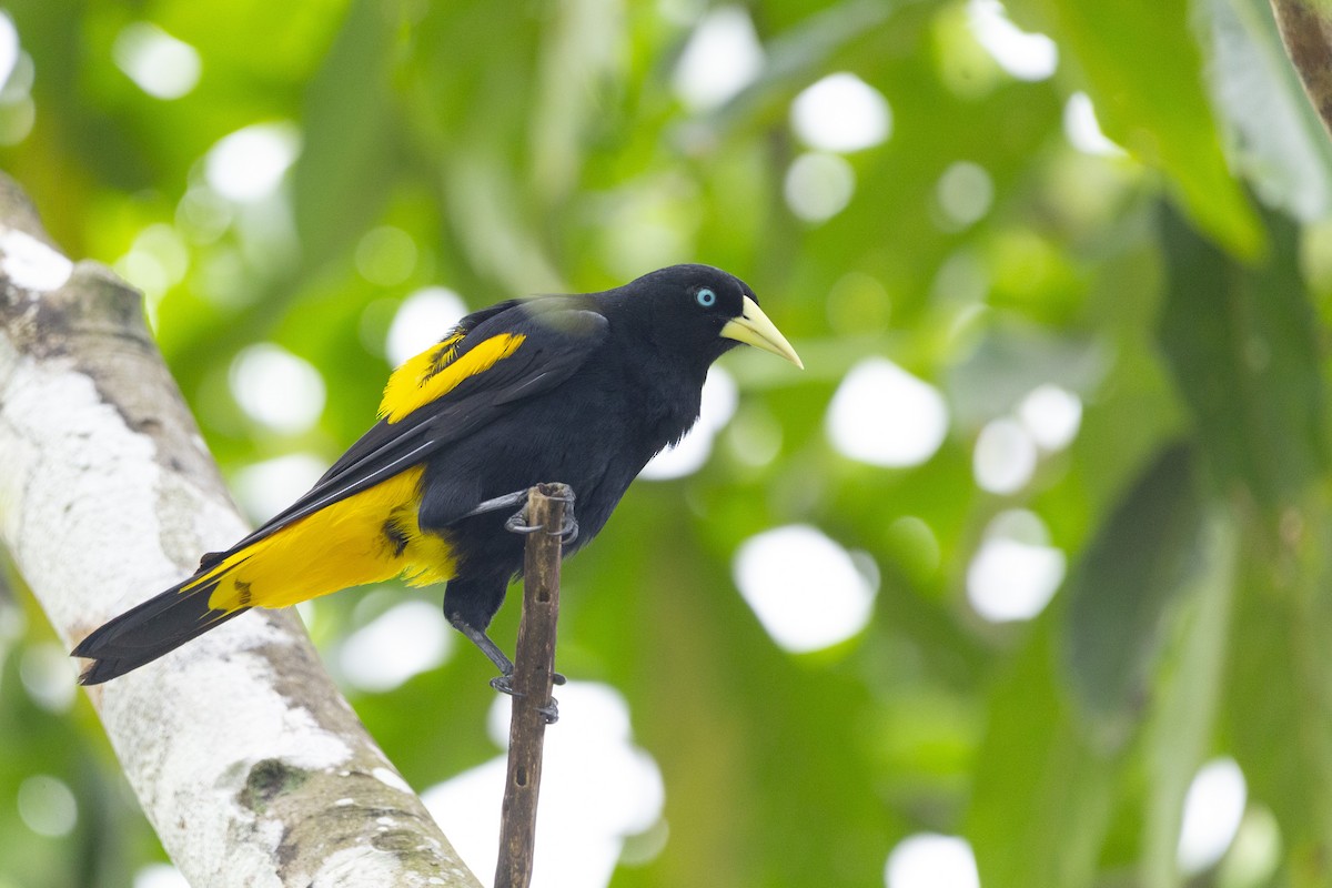 Yellow-rumped Cacique - ML619139426