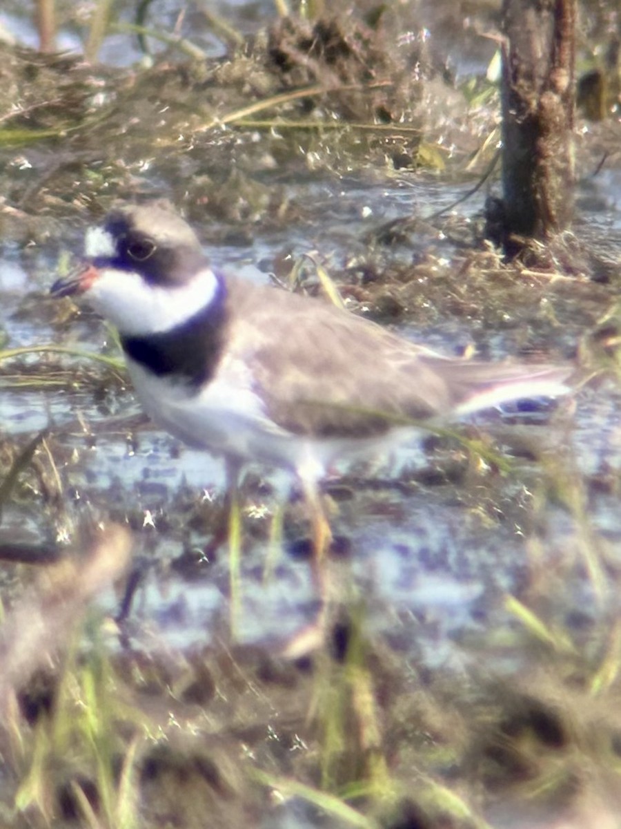 Semipalmated Plover - ML619139427