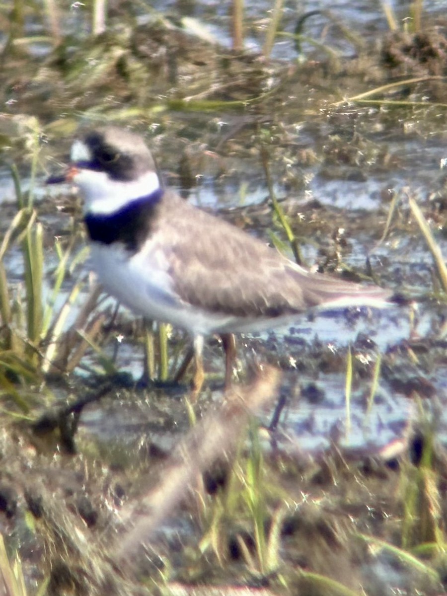 Semipalmated Plover - ML619139428