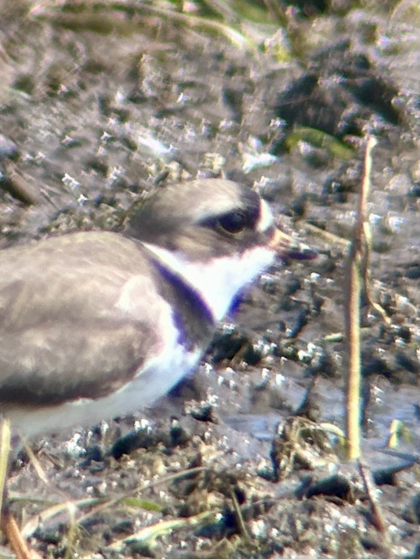Semipalmated Plover - ML619139430