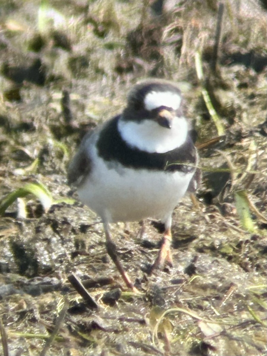 Semipalmated Plover - ML619139431