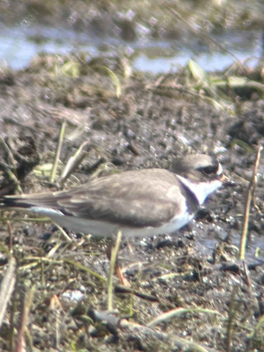 Semipalmated Plover - ML619139432